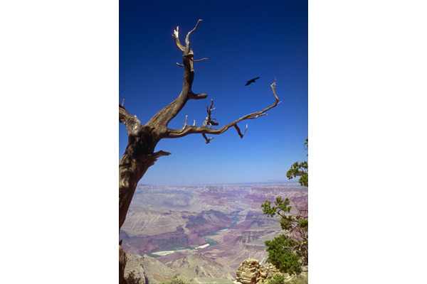 GRANDCANYON
